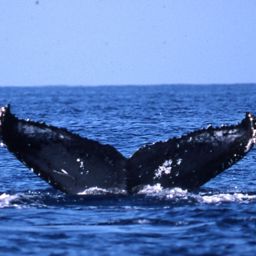 Fluke of PWF-NP_3871