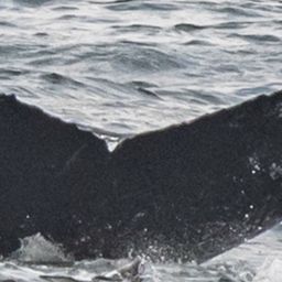 Fluke of CRC-15171
