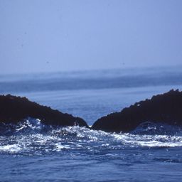 Fluke of Ebony