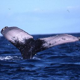 Fluke of PWF-NP_4111