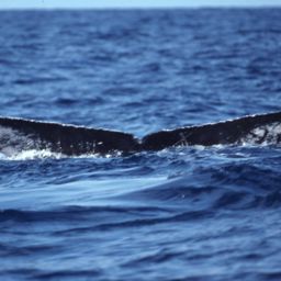 Fluke of PWF-NP_4189