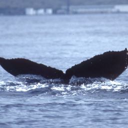 Fluke of PWF-NP_4184