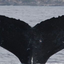 Fluke of CRC-15165