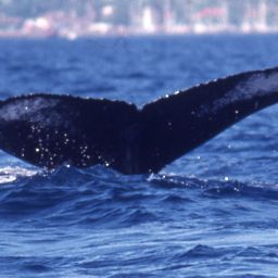 Fluke of PWF-NP_4292