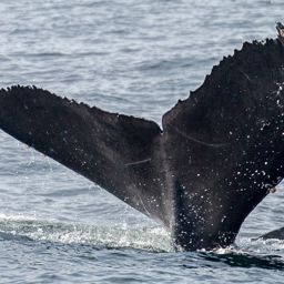 Fluke of CRC-17209