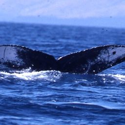Fluke of PWF-NP_4403