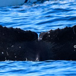 Fluke of CRC-9507