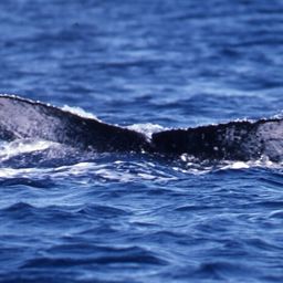 Fluke of PWF-NP_4839