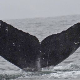 Fluke of CRC-15276