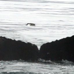 Fluke of Oskol