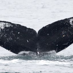 Fluke of Walter