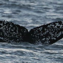 Fluke of CRC-18587