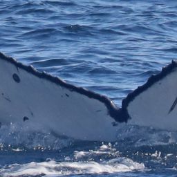 Fluke of CRC-19106