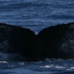 Fluke of CRC-17274