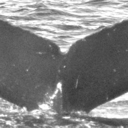 Fluke of CRC-12276