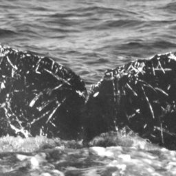 Fluke of CRC-11130