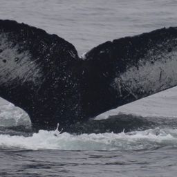 Fluke of CRC-10826