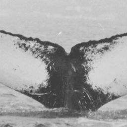 Fluke of CRC-11107