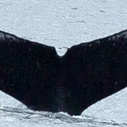 Fluke of Chardonnay