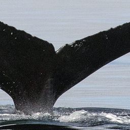 Fluke of CRC-18655
