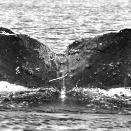 Fluke of Darwin