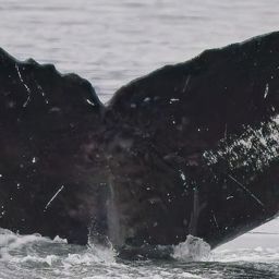 Fluke of Eocene