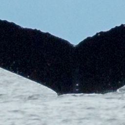 Fluke of Barbera