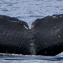 Fluke of Melancholy
