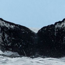 Fluke of SkoomKumChuck