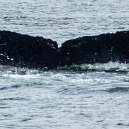 Fluke of Tempranillo