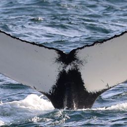 Fluke of 53225