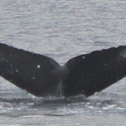 Fluke of Molson