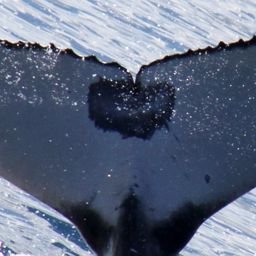 Fluke of HW-MN1102041