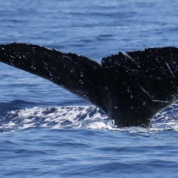 Fluke of PWF-NP_5039