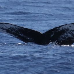 Fluke of PWF-NP_5049