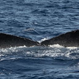 Fluke of PWF-NP_5043