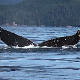 Fluke of HW-MN0401147