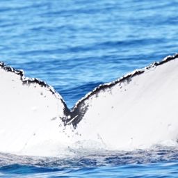 Fluke of BCZ0442
