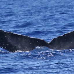 Fluke of PWF-NP_5070