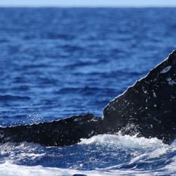 Fluke of PWF-NP_5080