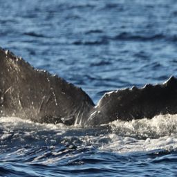Fluke of CRC-21329