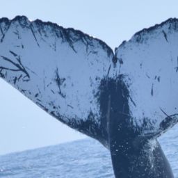 Fluke of CRC-11902