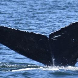 Fluke of Beak