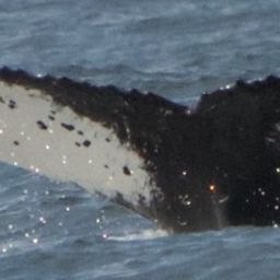 Fluke of CRC-20111