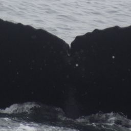 Fluke of CRC-10591