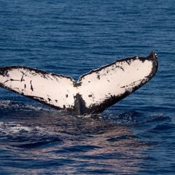 Fluke of HW-MN0442720