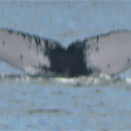 Fluke of CRC-19667