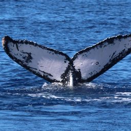 Fluke of HW-MN0442722
