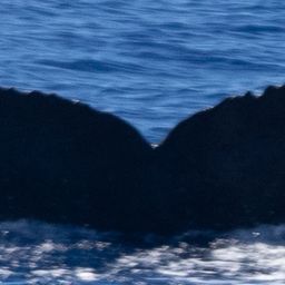 Fluke of HW-MN0442744