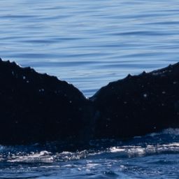 Fluke of HW-MN0442723